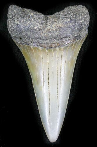 Fossil Mako (Isurus) Shark Tooth - Belgium #24374